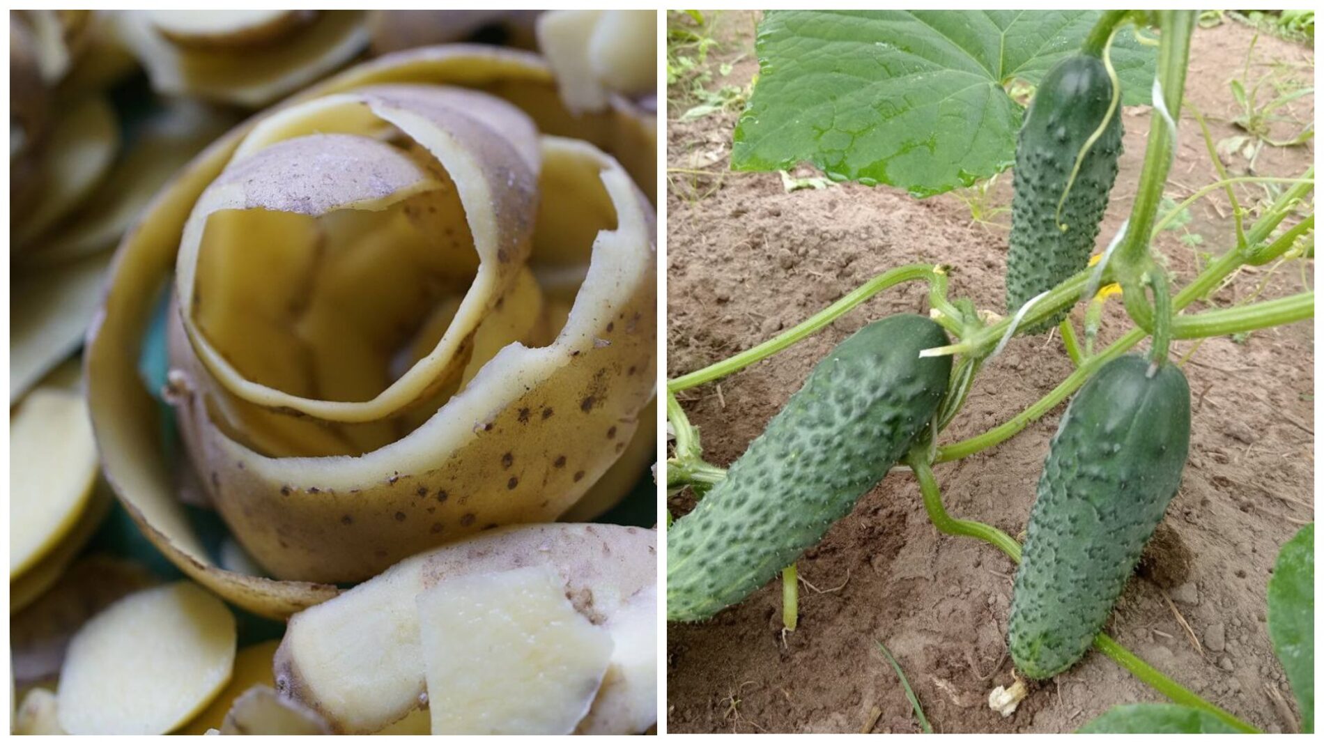 Городники розповіли, навіщо підживлювати огірки картопляними очистками