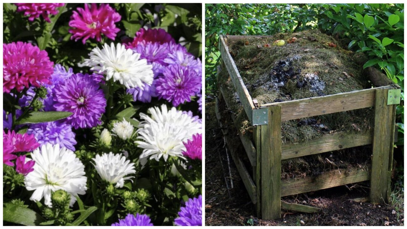 Квітникарі розповіли, чим підживити айстри для повторного цвітіння