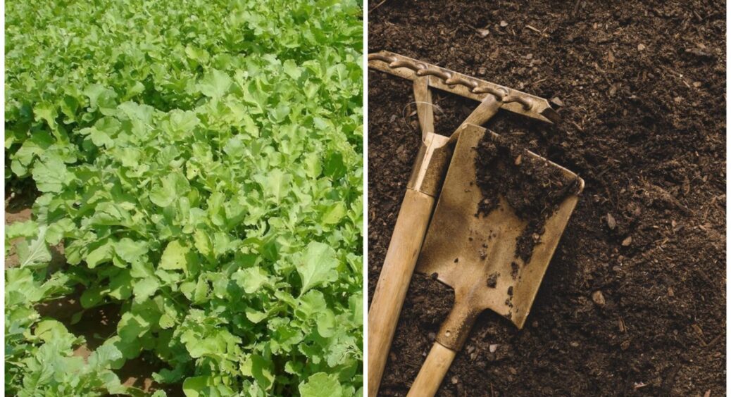 У серпні – 1 варіант серед 100 сидератів: сію цю “зеленушку”, бо інші на важкому ґрунті не справляються 