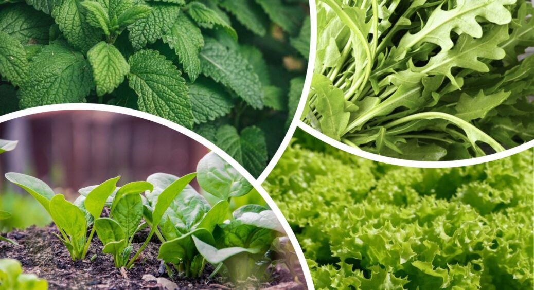 У всіх сусідів це “спляче” місце, а у мене – вітамінний куточок: ця зелень росте в тіні “за милу душу” 