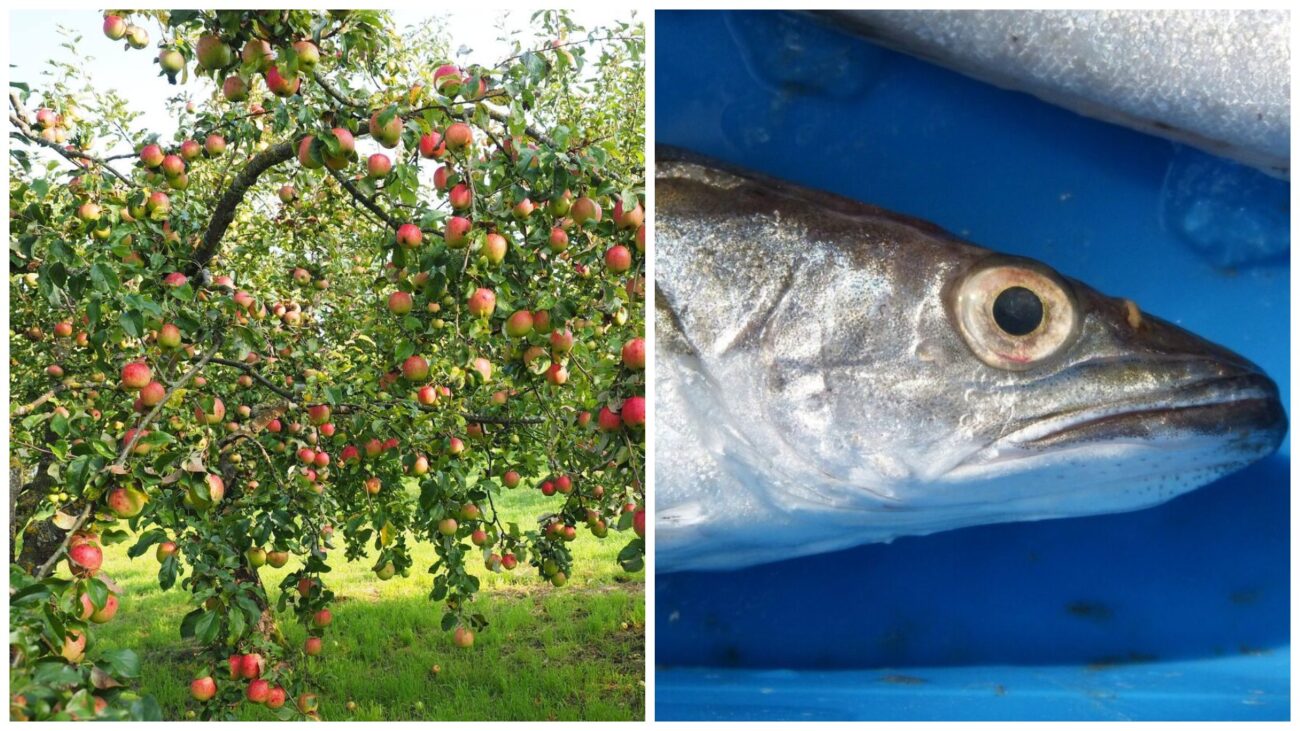 Садівники розповіли, як легко підготувати яблуню до наступного сезону