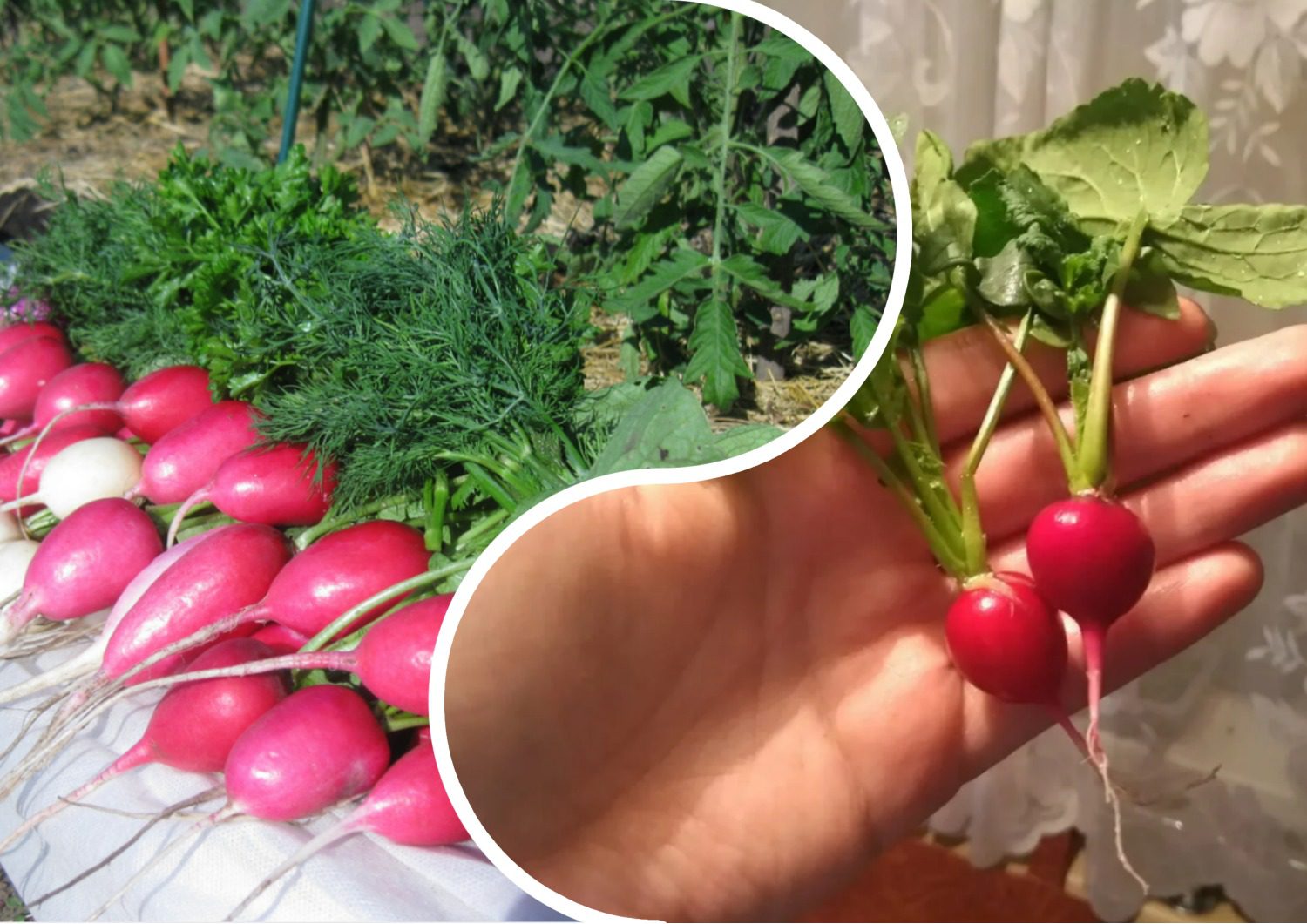 Найкращі сорти редиски для посадки в липні