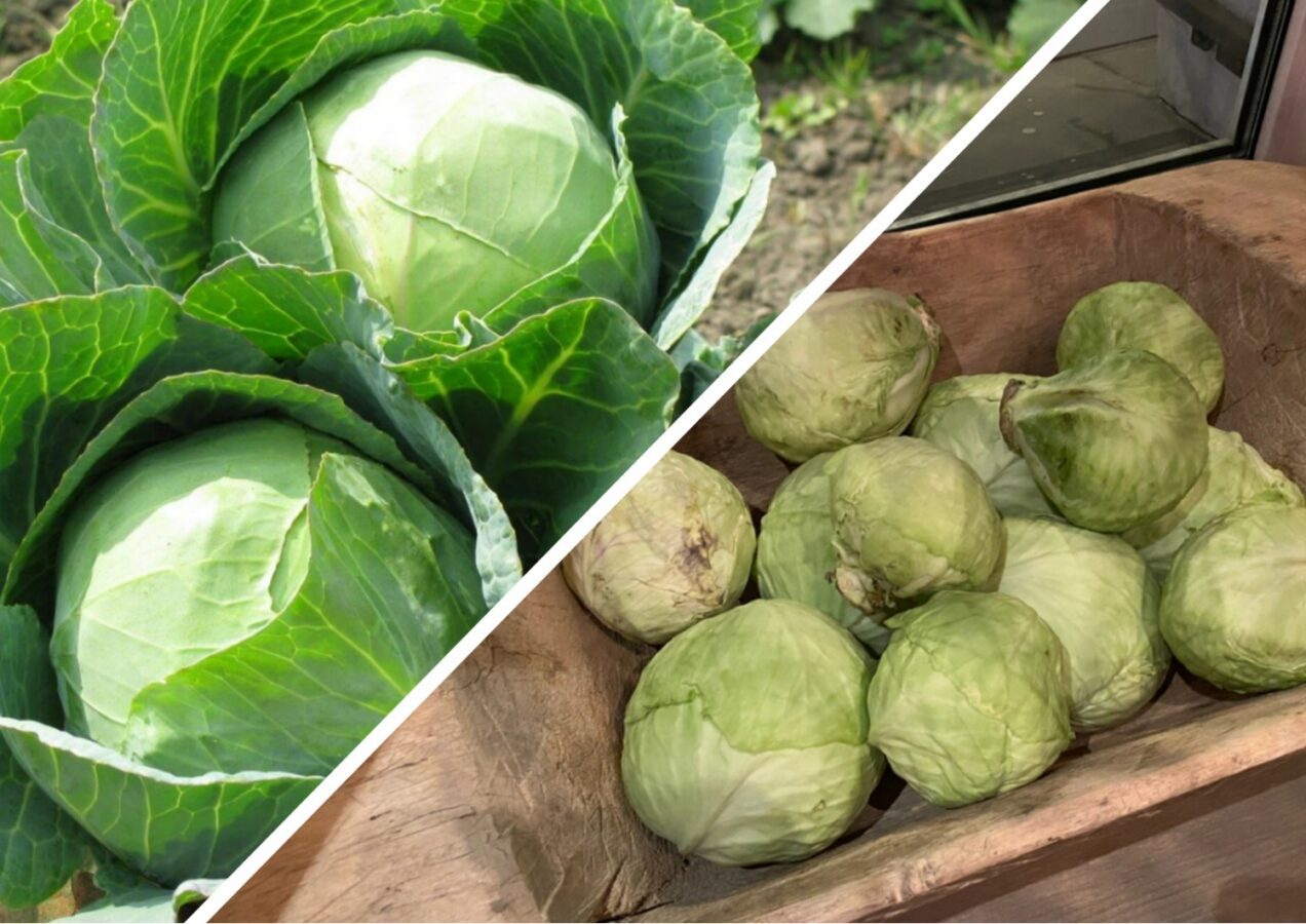 Як збільшити кількість зав'язей капусти