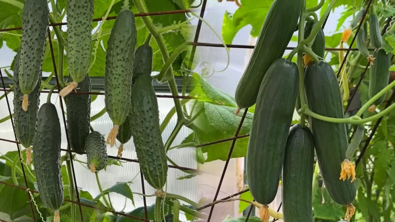 Аграрії назвали топ сортів огірків сезону 2025
