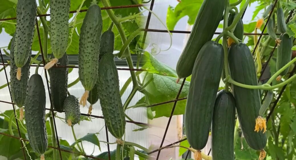 Рейтинг сортів огірків 2025: як виглядає найкращий врожай – гібриди проти класики – багато ФОТО 