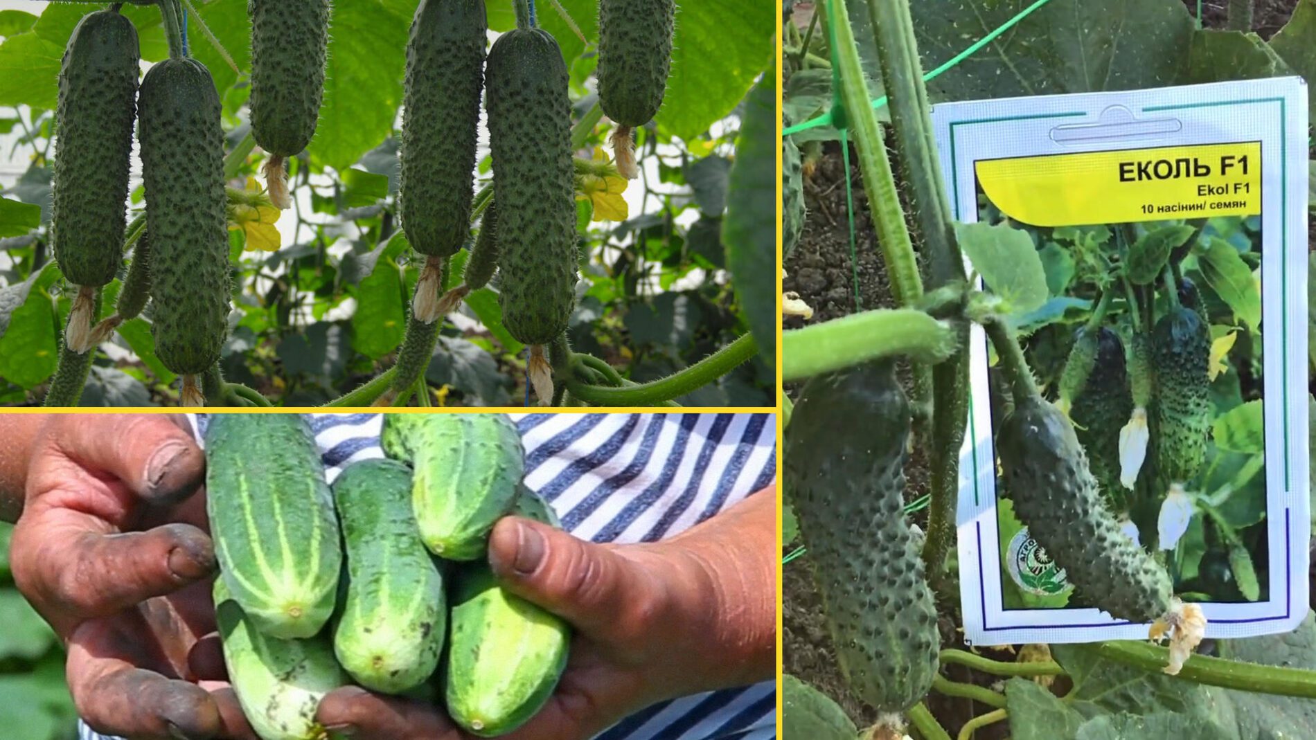 Городники назвали найкращі сорти огірків у 2025 році