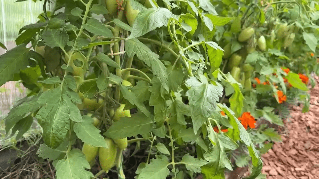 Експерти розповіли, коли й як правильно обривати листя у томатів