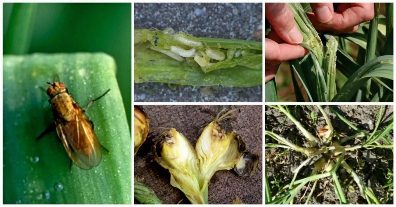 Городники показали натуральний засіб проти цибулевої мухи