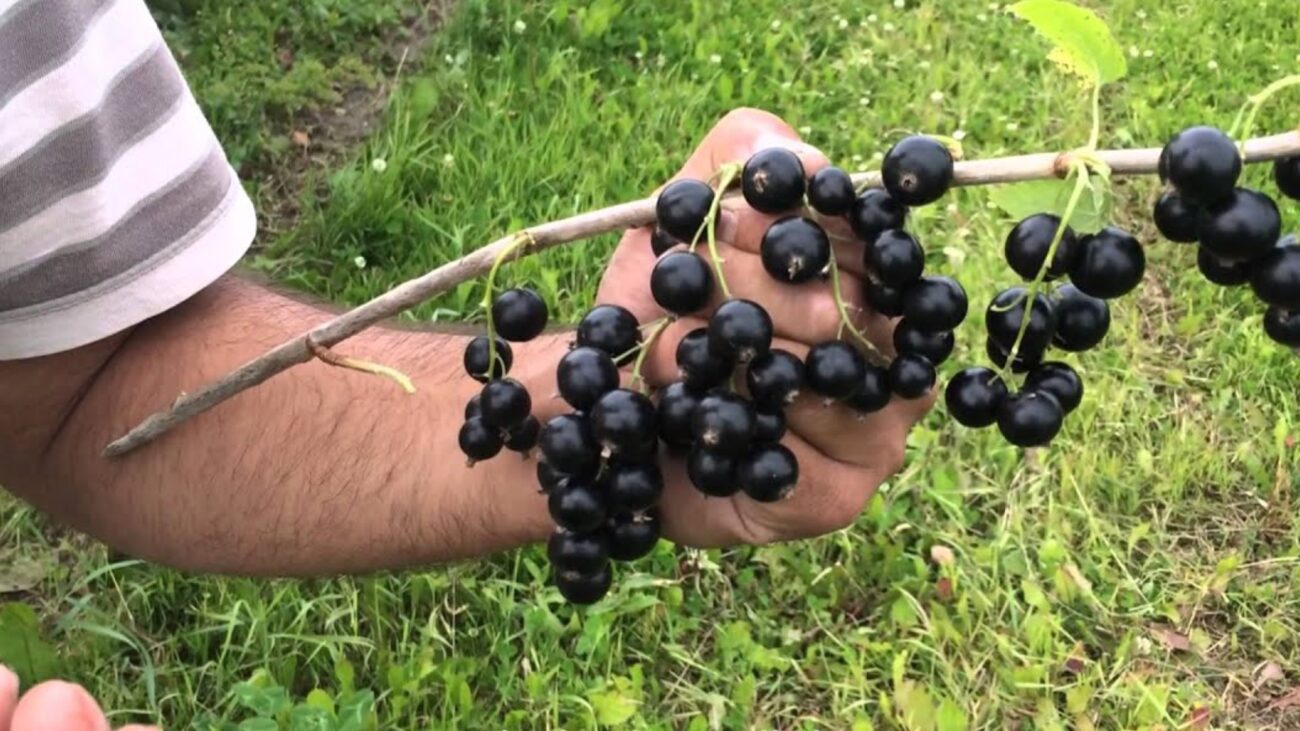  Садівники сказали, чим підгодувати смородину після збору ягід