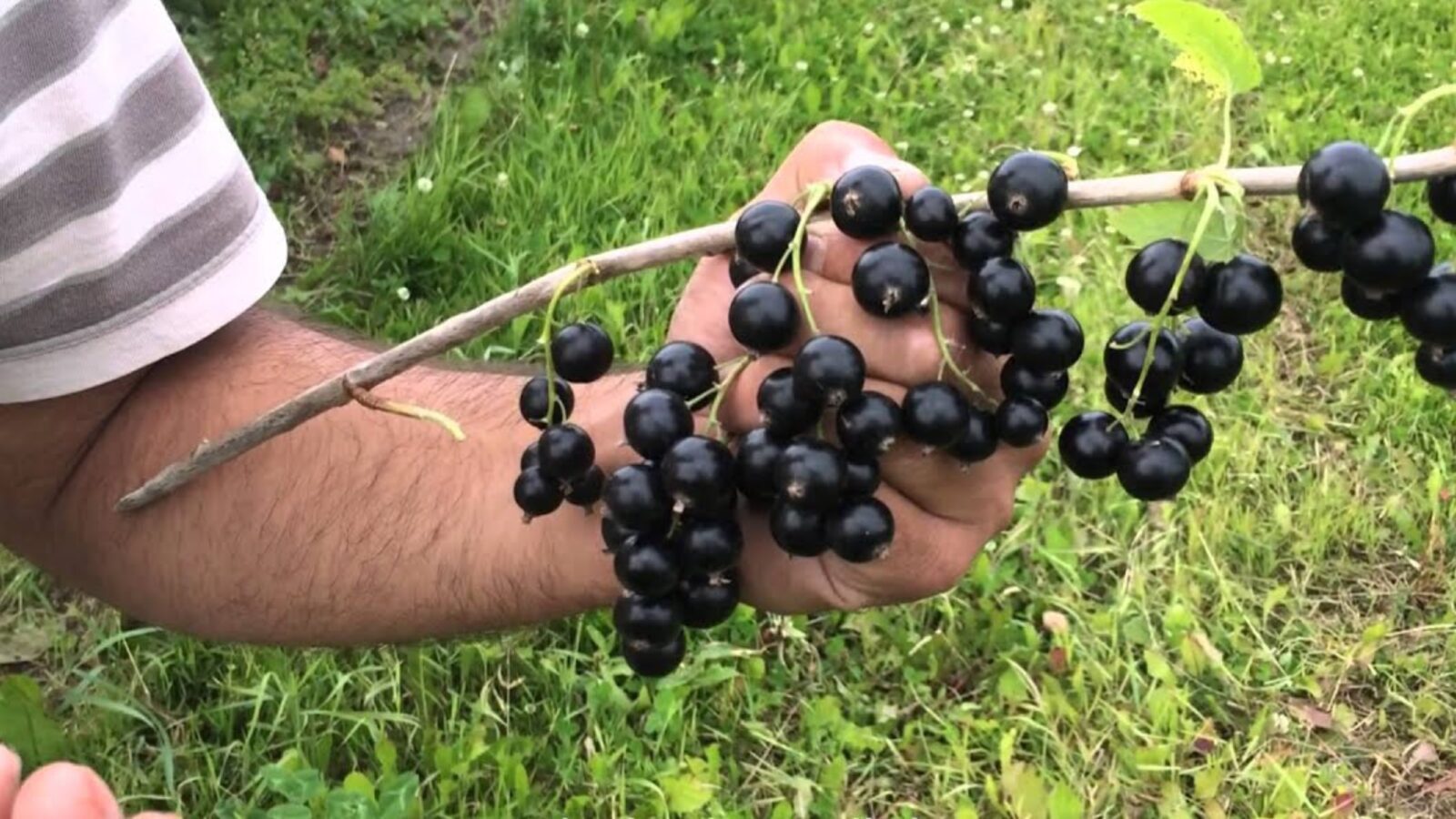 Садівники дали поради щодо догляду за смородиною у серпні