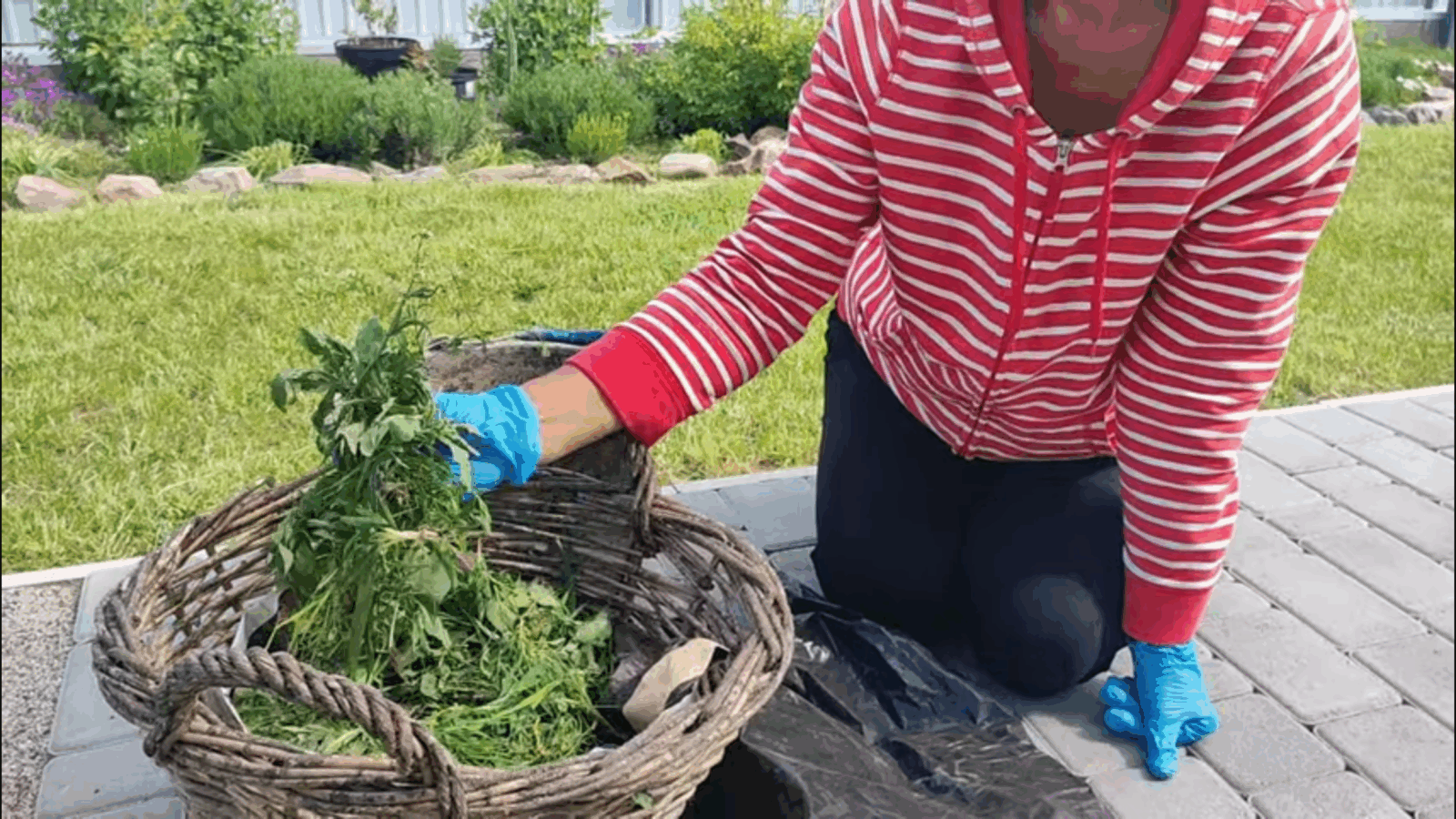 Садівники розповіли, як приготувати добриво з бурʼянів. Фото: скриншот з відео