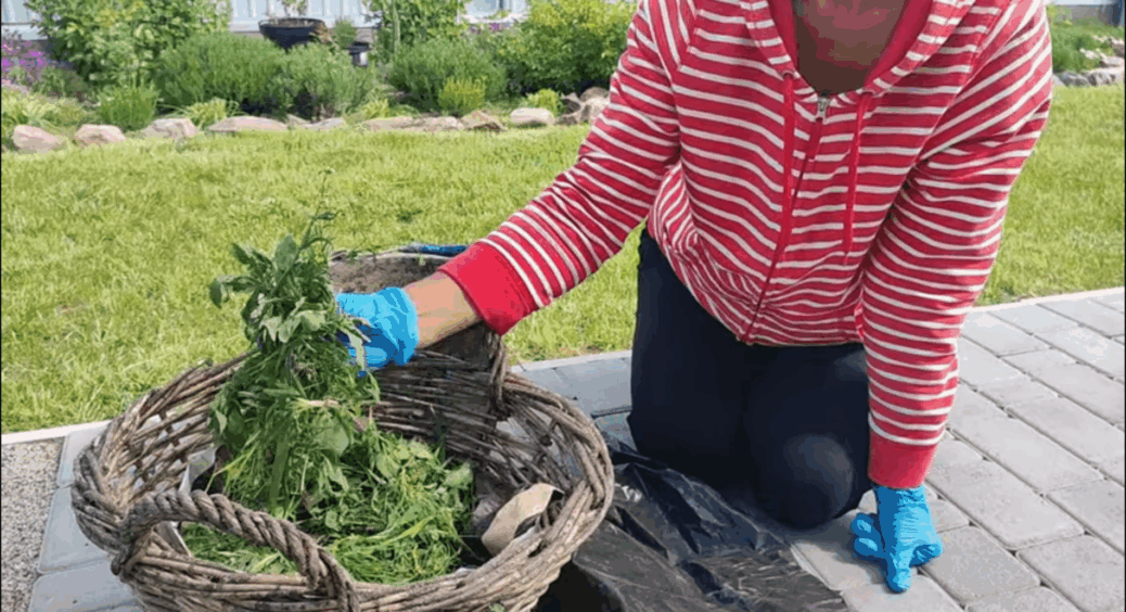 Готую швидкий компост із бур’янів за 12 тижнів без витрат на препарати: ніякої магії – все “по науці” 