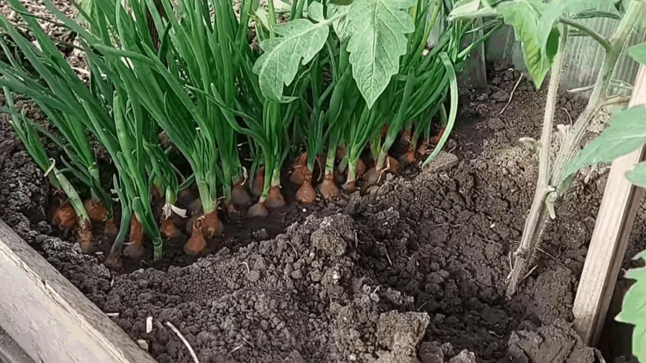 Не відкладаю збір врожаю цибулі на серпень – і маю по 4 кг врожаю з кожного “квадрату”: липневий секрет 