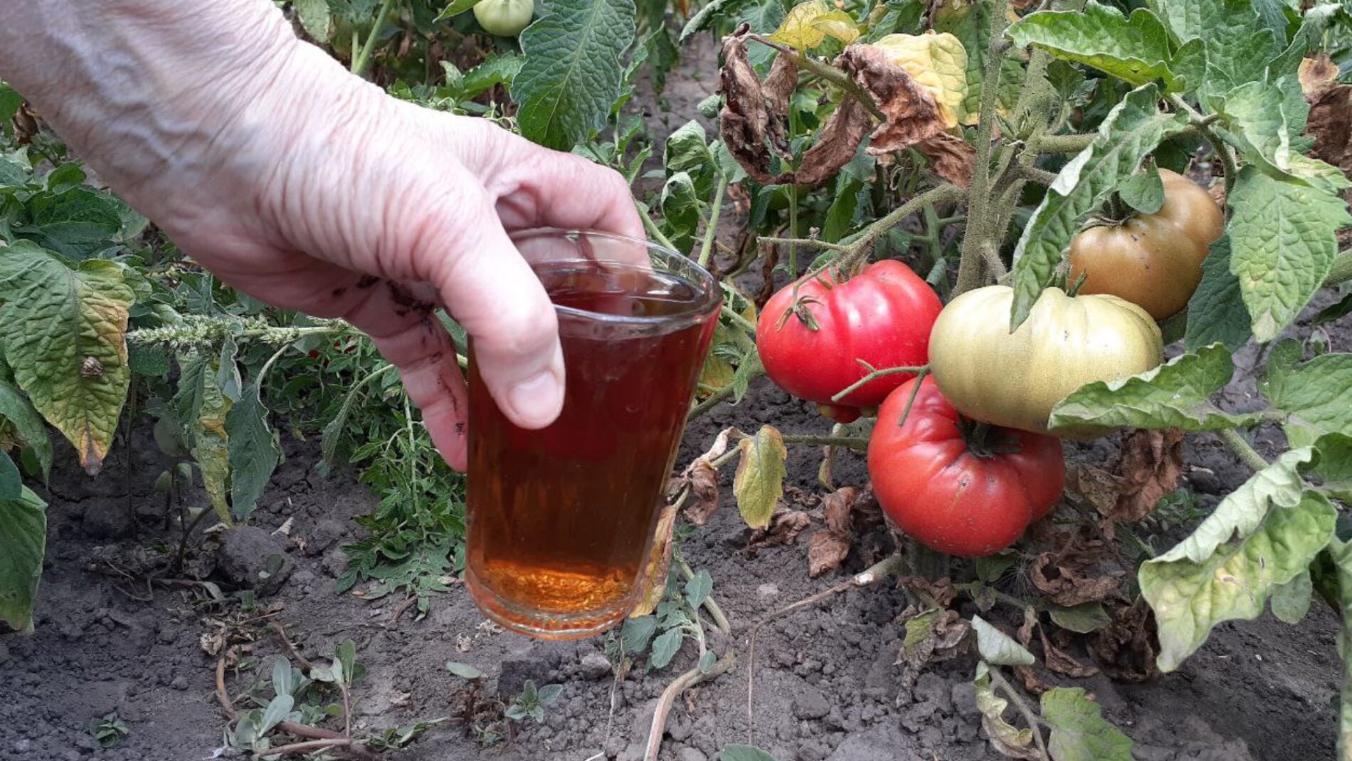 Городники поділилися дієвим розчином проти фітофтори