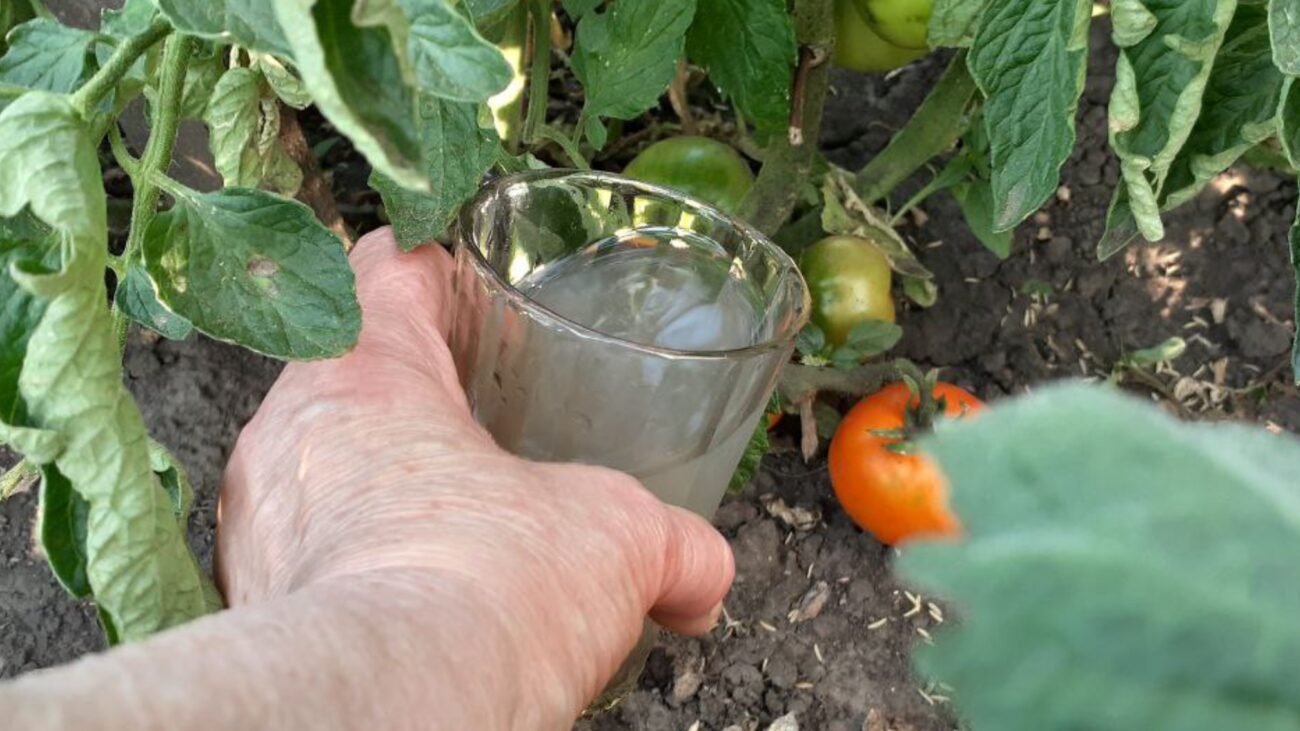 Агрономи розповіли, як пришвидшити дозрівання томатів