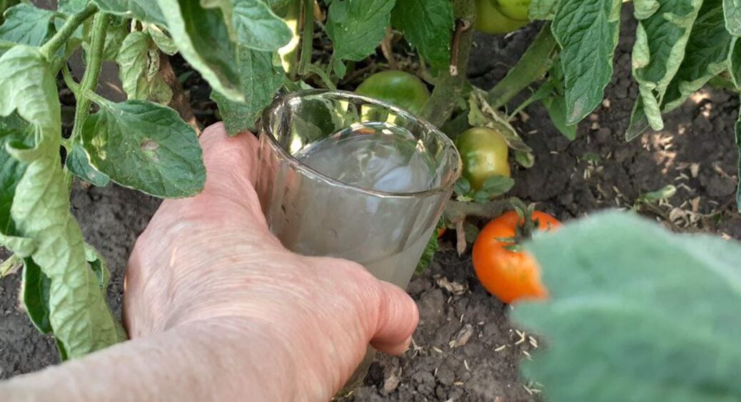 Помідорам в кінці липня – обов’язково: сформуються масивні, і без фітофтори. З дачного журналу 1995-го 