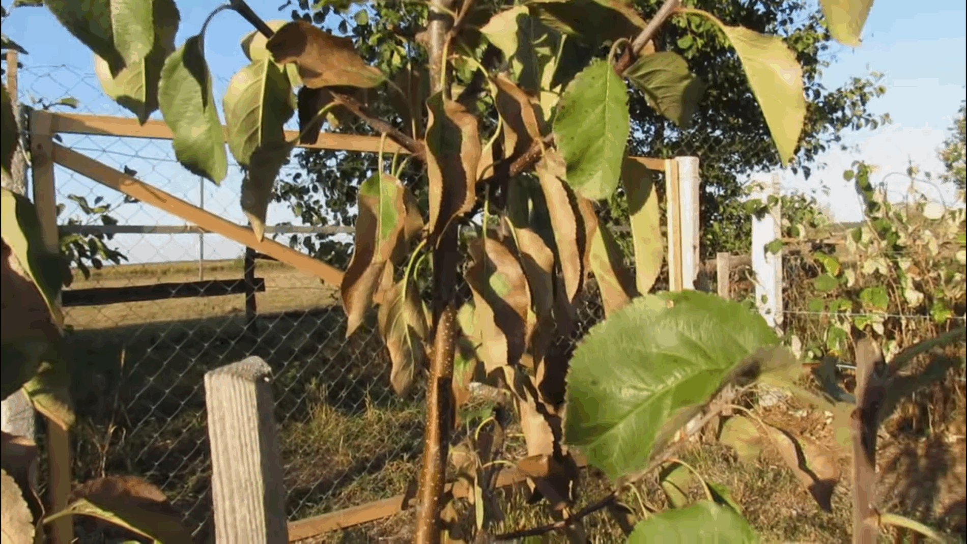 Садівники розповіли, як захистити молоді дерева від спеки