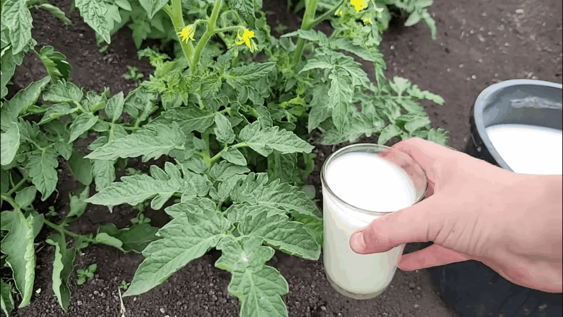 Городники розповіли, навіщо поливати помідори водою з медом