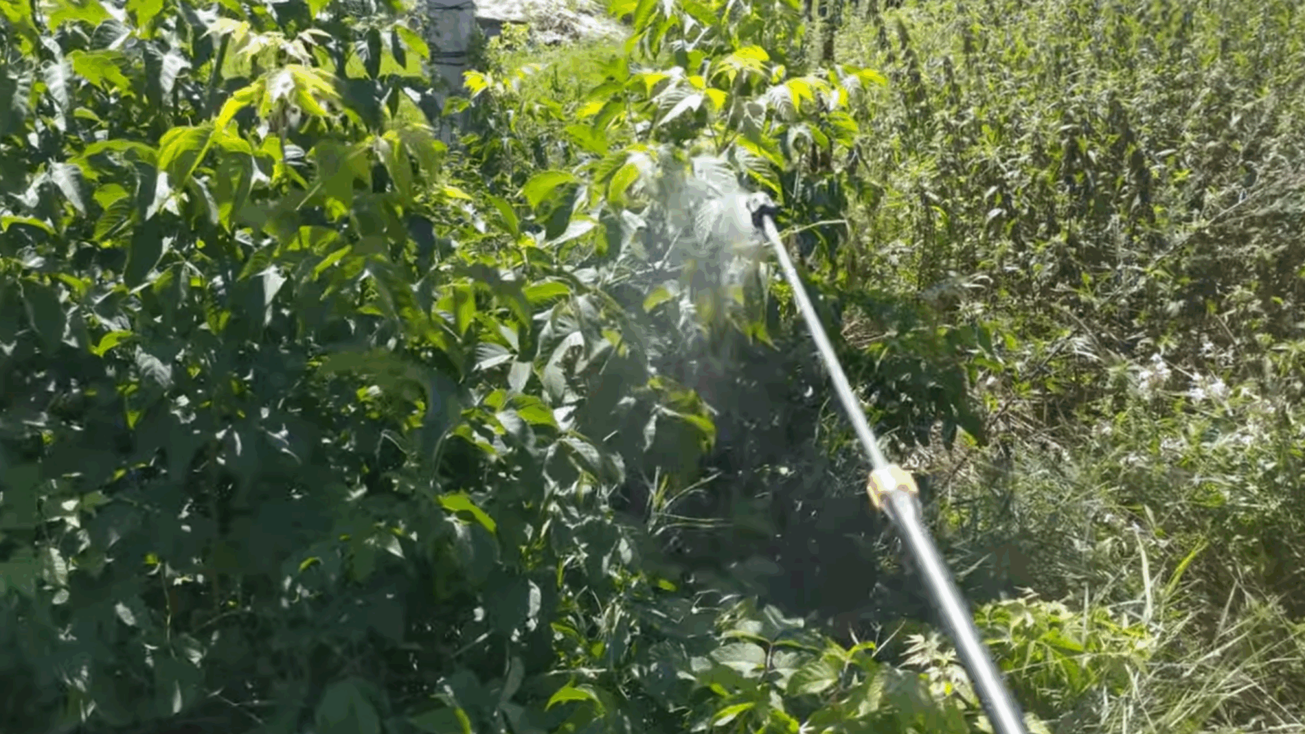 Городники розповіли рецепт засобу, який допоможе позбутися бурʼянів 