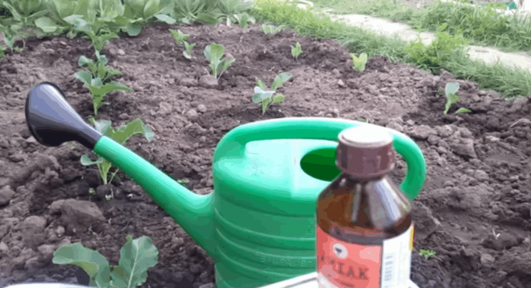 Розчин 2в1 — від шкідників і для підживлення: капуста вже через 3 дні пішла завʼязуватися в тугі качани 