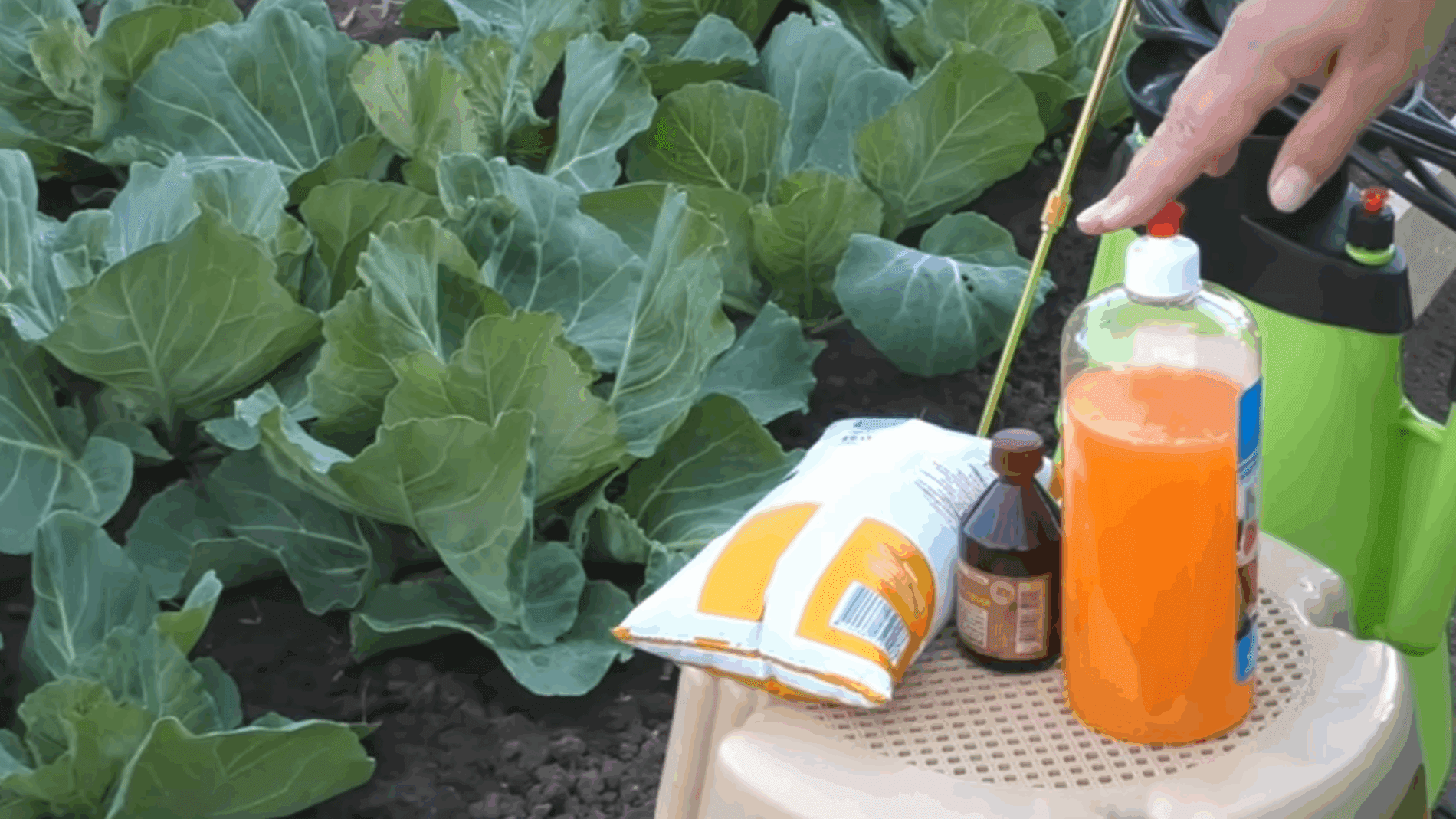 Городники розповіли, чим обробляють капусту від шкідників та для підживлення 