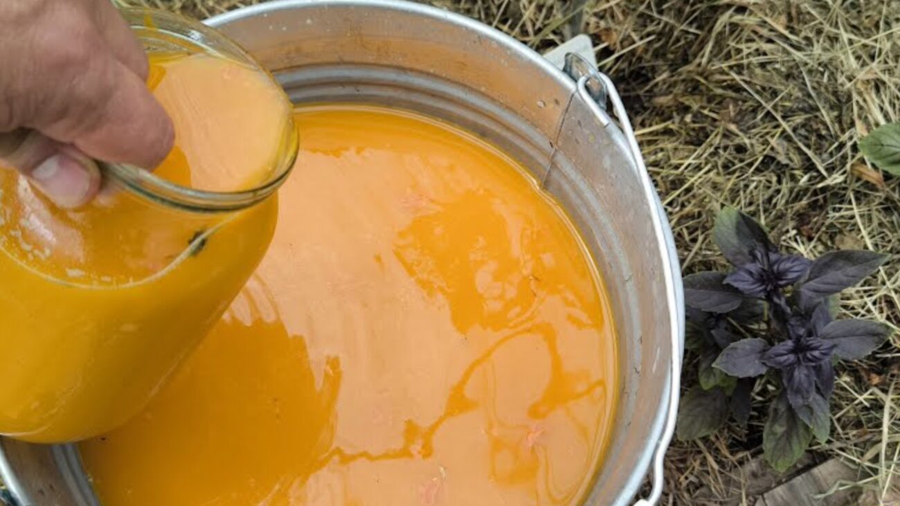 Городники розповіли, як зробити помаранчевий розчин від грибка та шкідників 