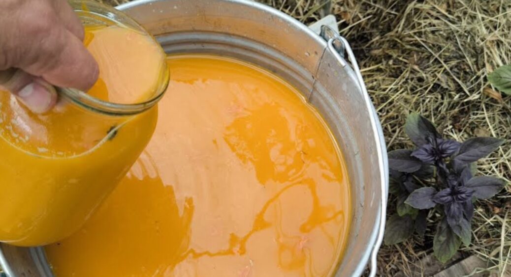 Зробила помаранчевий розчин і забула про фітофтору та інші городні “болячки”: 5 інгредієнтів ліпше за золото 