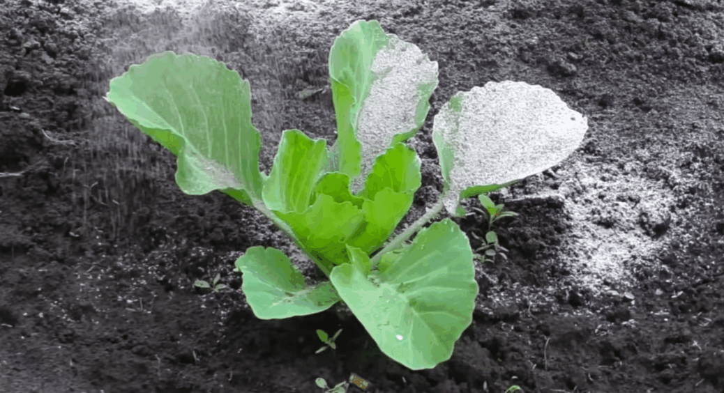 6 років викидала “пил” з пічки, а виявилось – у ньому в 7 разів більше користі, ніж у добривах: секрет золи 