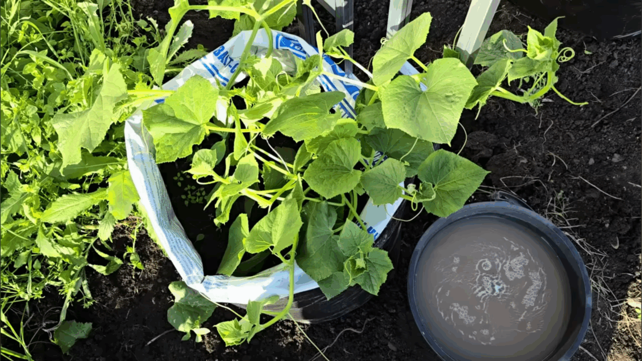 Городники розповіли, що додати до золи, щоб збільшити її користь 