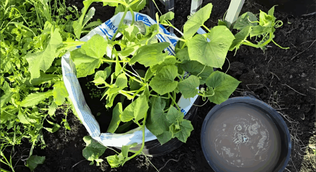 Золу — поважаю, але модернізую: додала в настій ще 2 інгредієнти і зібрала за тиждень по 3 кг огірків з куща 