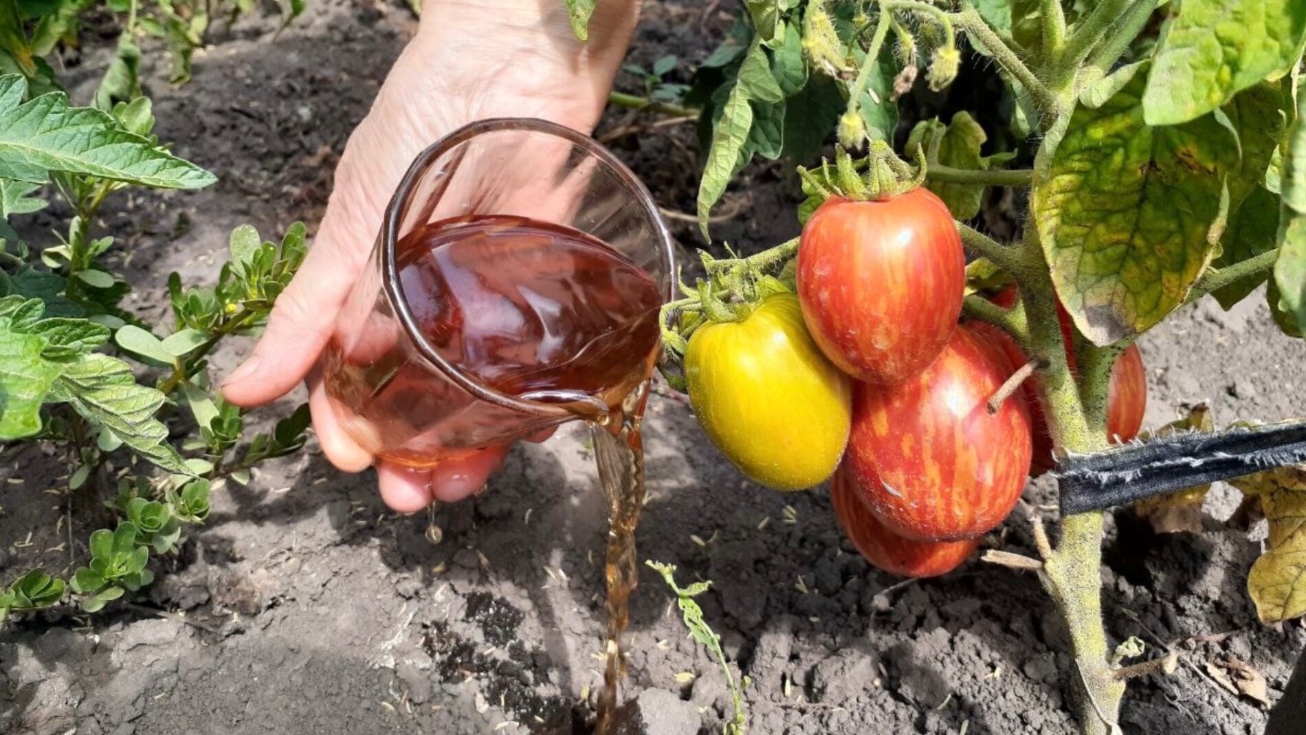 Городники розповіли, чим підживлювати томати для збільшення врожаю