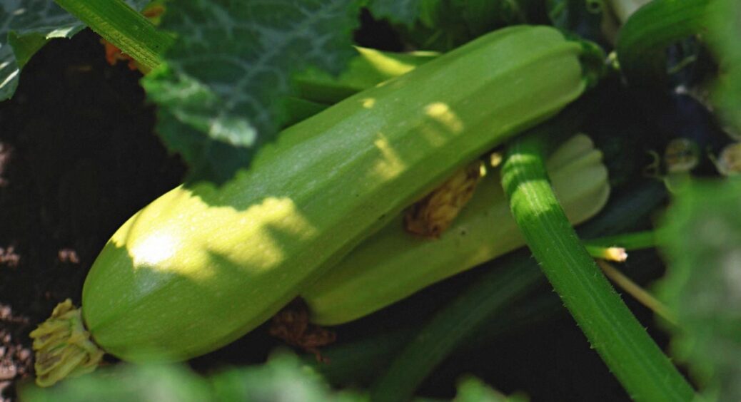 Поливаю кабачки тільки ввечері і то – через день: завдяки цьому збираю по 15 штук з куща без гниття 