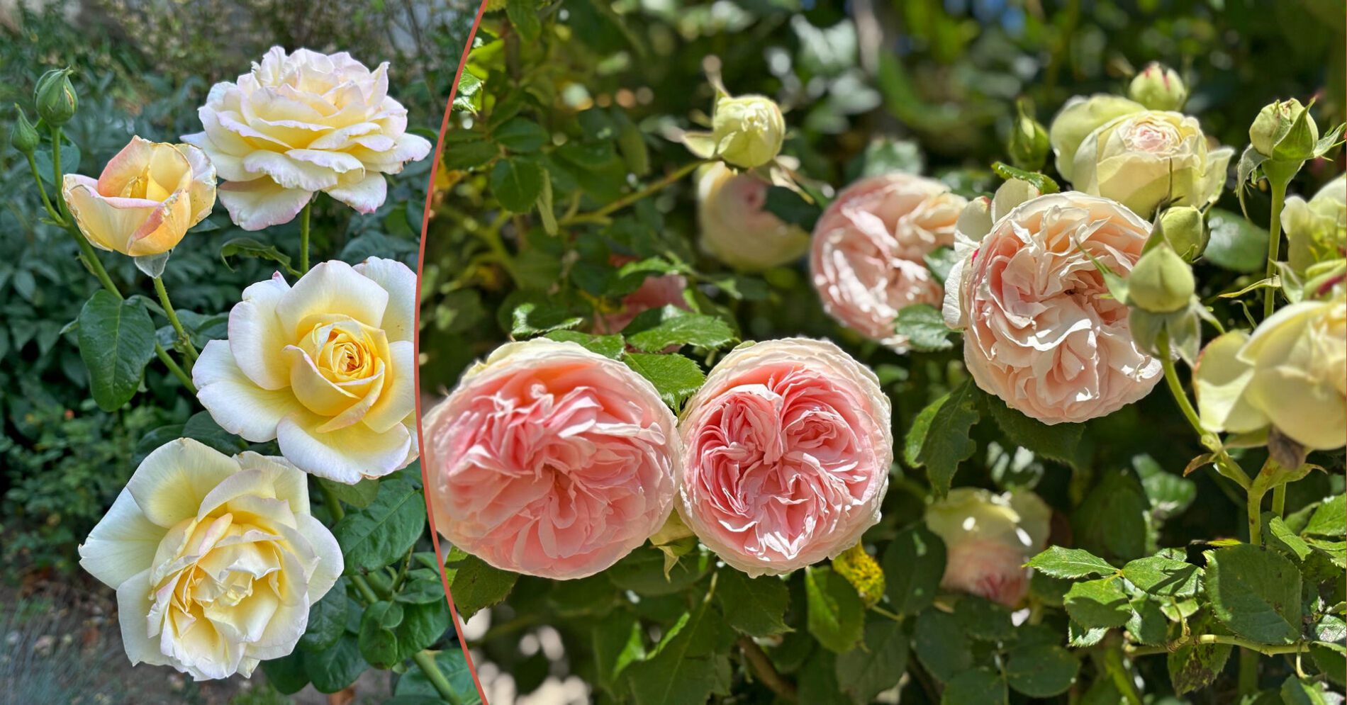 Садівники розповіли, як укрити троянди пляшками на зиму