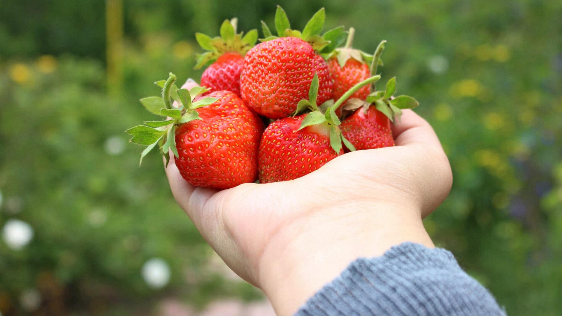 Експерти розповіли про осінній догляд за полуницею в саду 