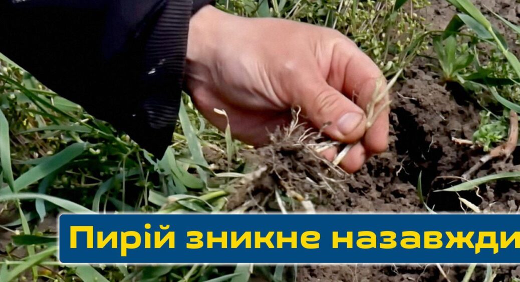 Потрібна 1 склянка оцту та 5 хвилин часу: як ефективно вивести пирій з ділянки без хімії та клопоту 