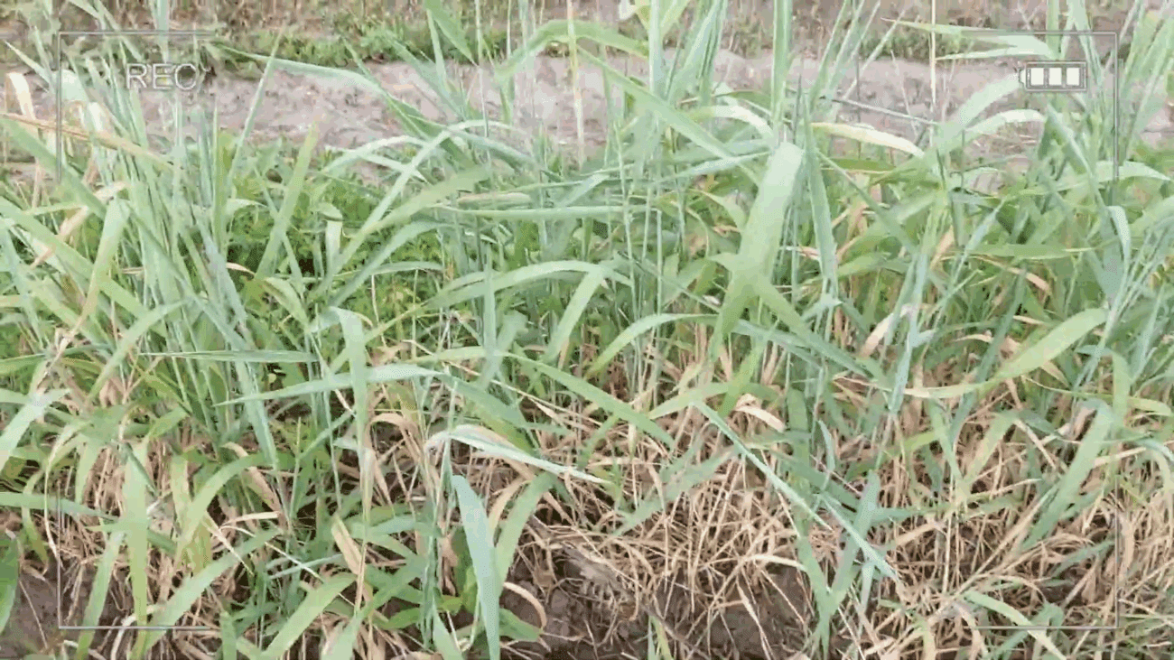 Експерти розповіли, як легко позбутися пирію на городі