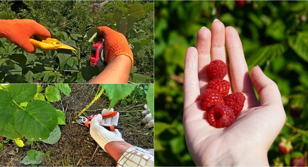 Малину підрізають у липні – до зими весь сад в ягодах: 1 ефективний прийом “запускає” другу хвилю врожаю 