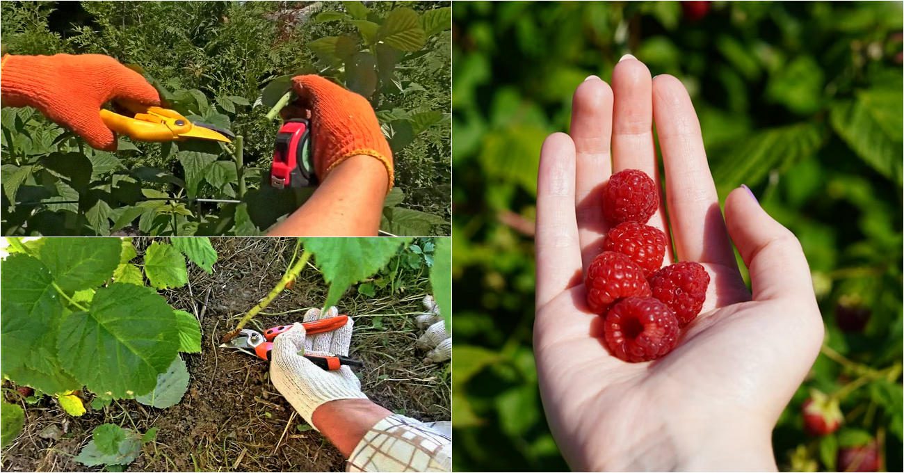 Садівники показали липневу обрізку малини для повторного врожаю у 2025