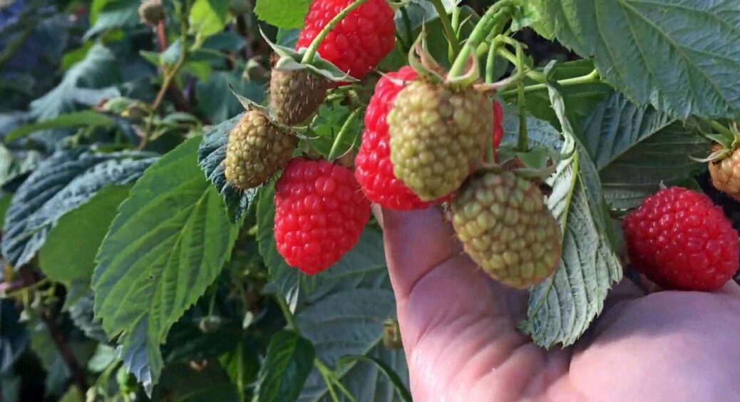 В липні малина нав’язалася цілими гронами: це не випадковість, а результат підживлення. Двічі полила кущі 