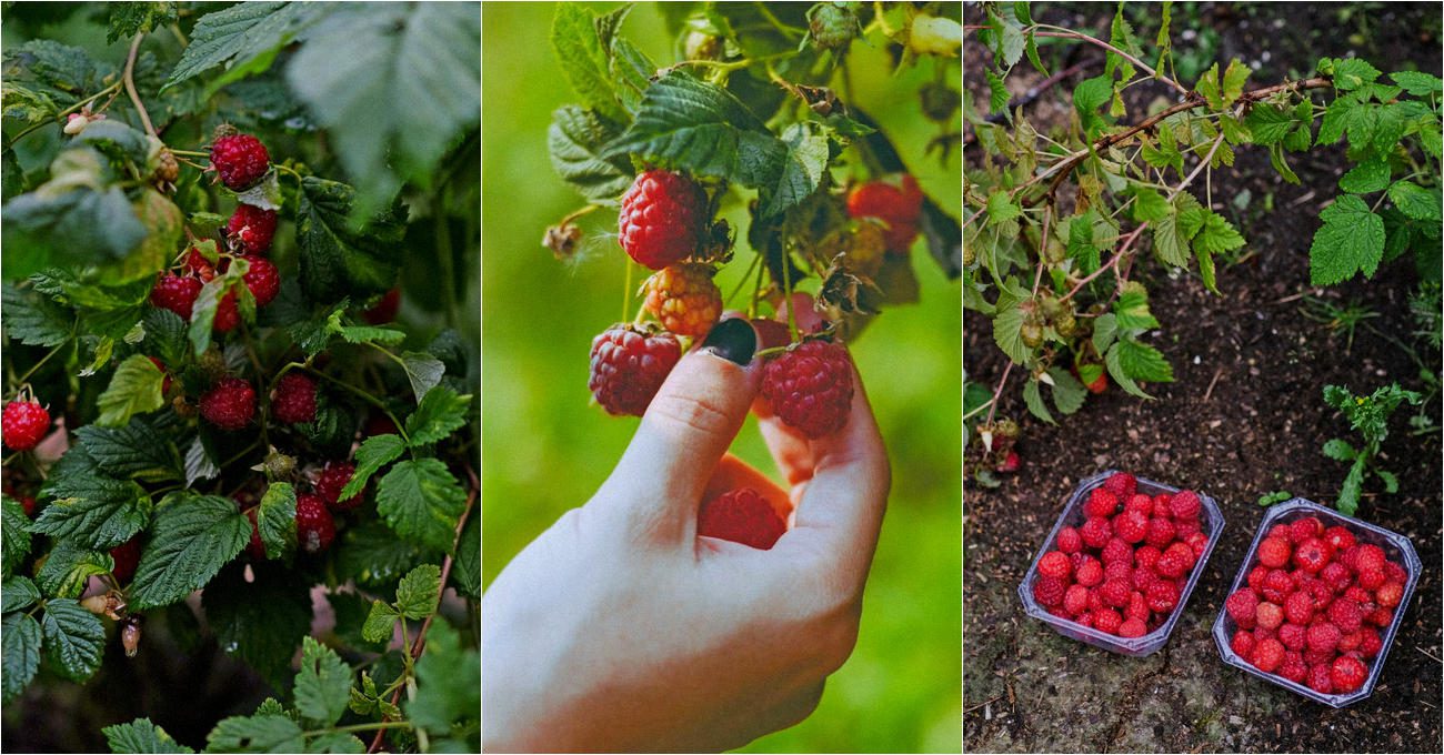 Садівники пояснили, як старі рушники допомагають зібрати більший врожай малини