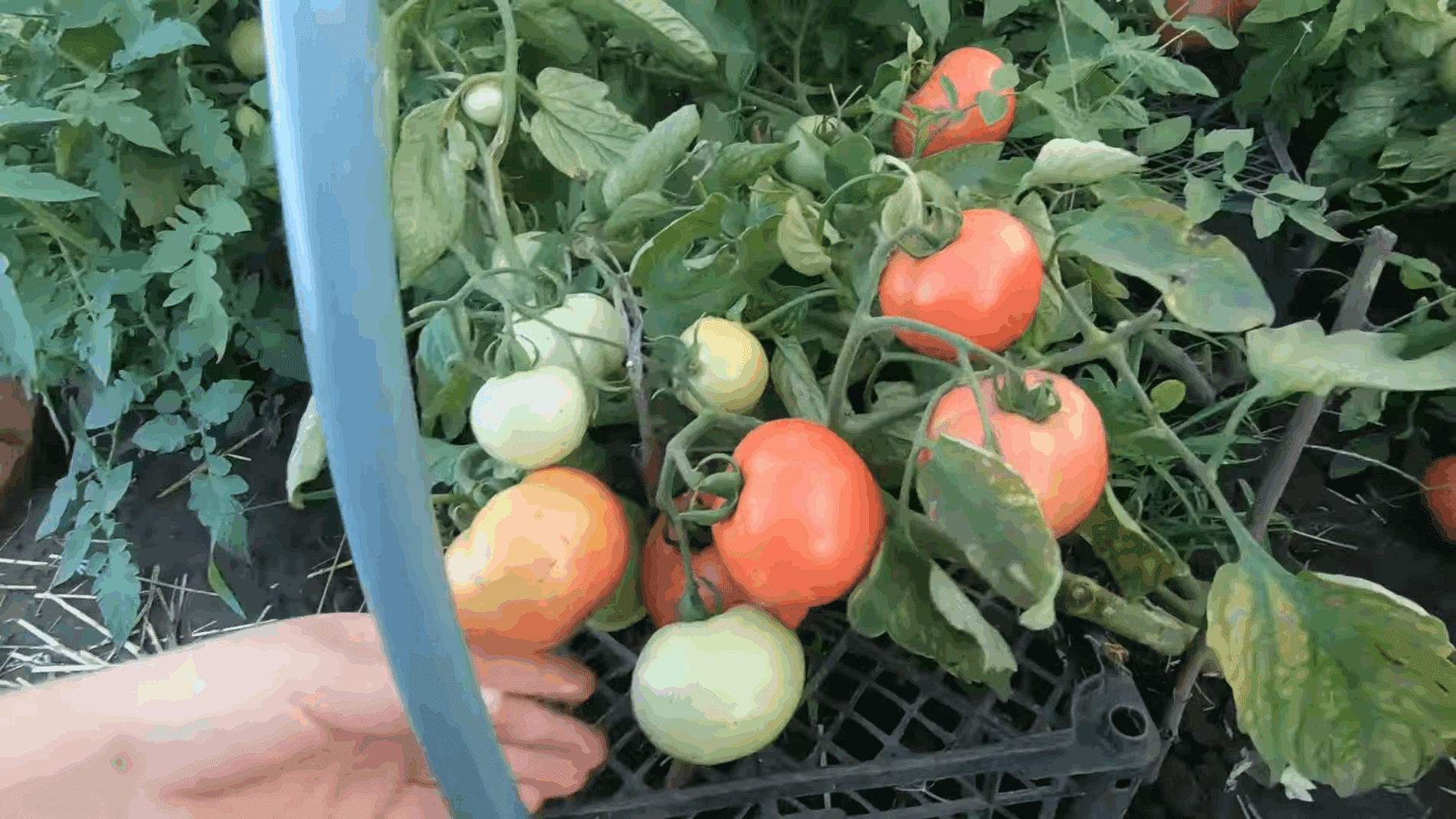 Експерти розповіли про найкращий сорт рожевих помідорів