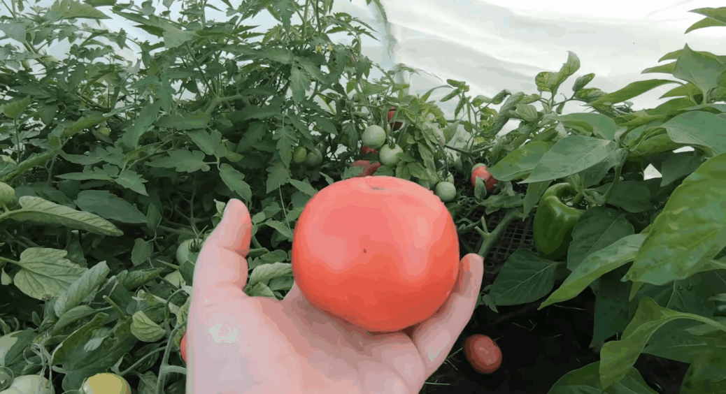 Томат №1 сезону 2025: рожевий, м’ясистий – з двох кущів зібрала по 30 кг соковитого врожаю 