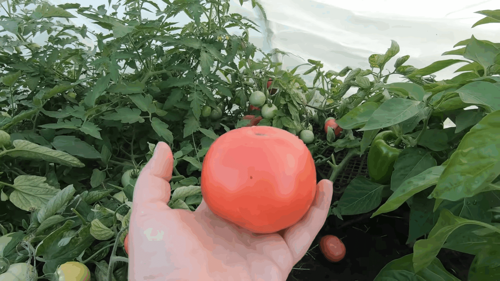 Експерти розповіли про найкращий сорт рожевих помідорів