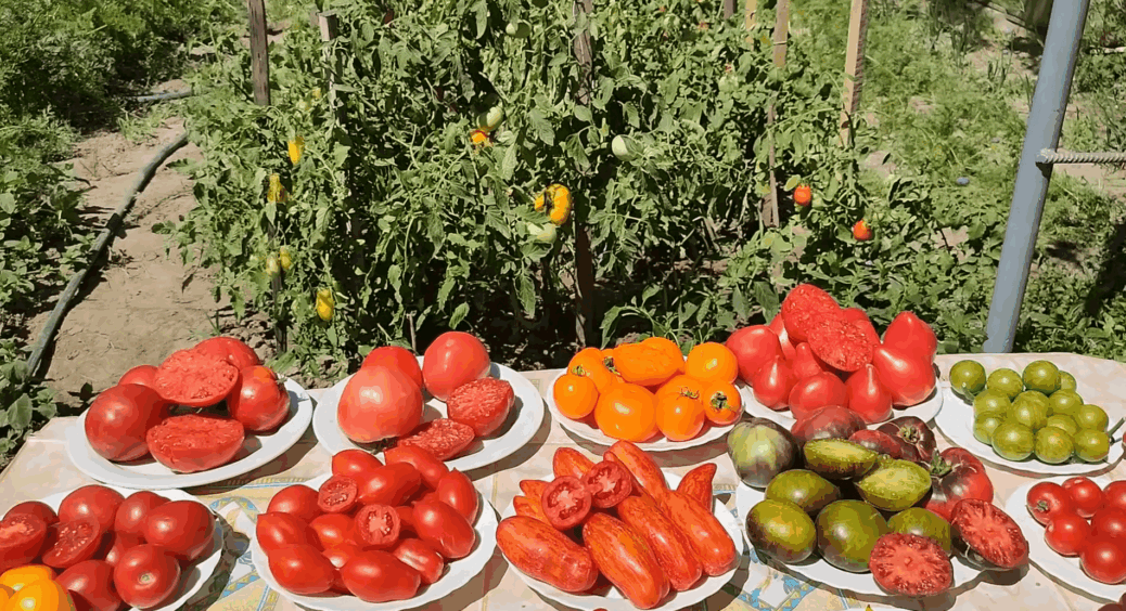 Гарні на вигляд, а всередині – як вата: 4 сорти томатів, що перетворили грядку на розчарування 2025 року 