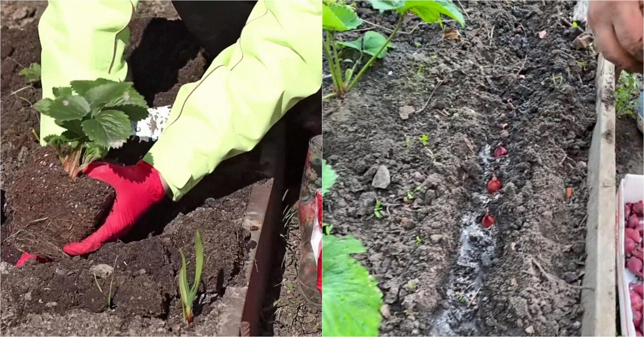 Агрономи пояснили, навіщо саджати цибулю поруч з полуницею