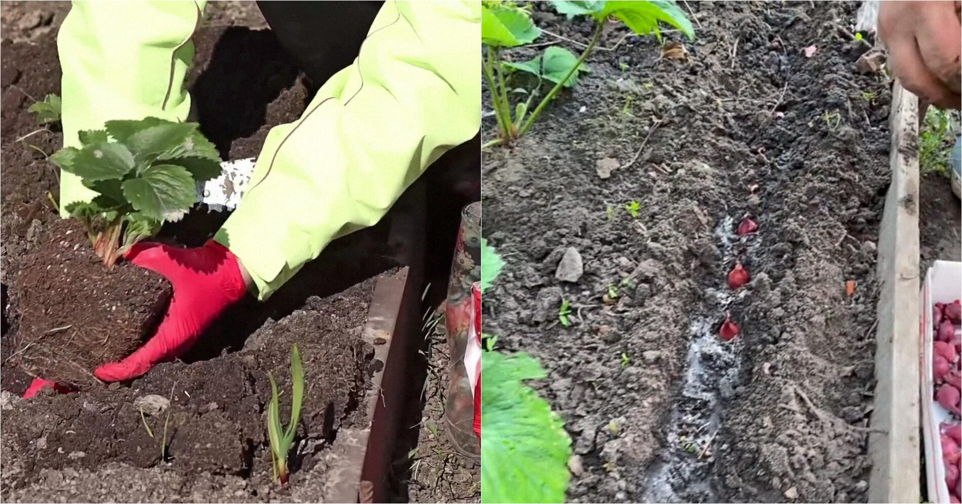 Агрономи пояснили, навіщо саджати цибулю поруч з полуницею