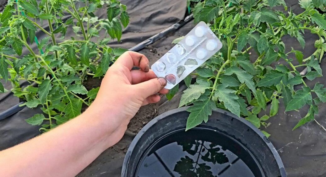 Всього 3 таблетки й зберете під 100 кг томатів – навіть слабкі кущі почнуть рости, як шалені 