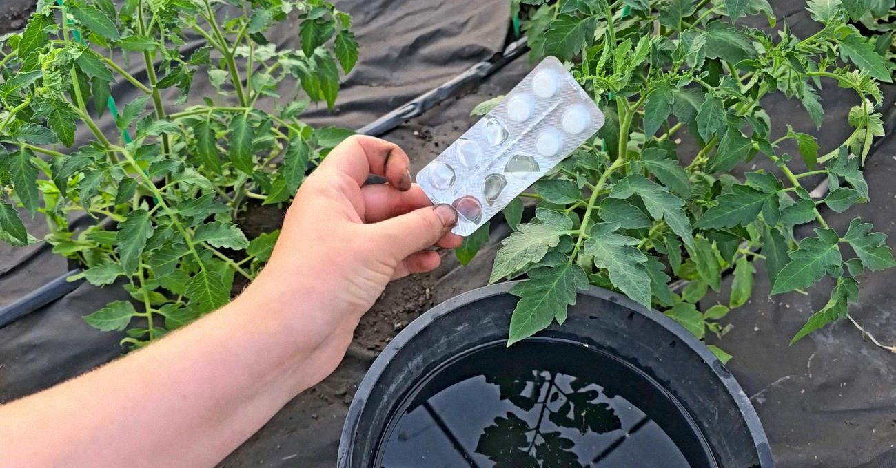 Фермери розповіли про непопулярне, але ефективне добриво для томатів