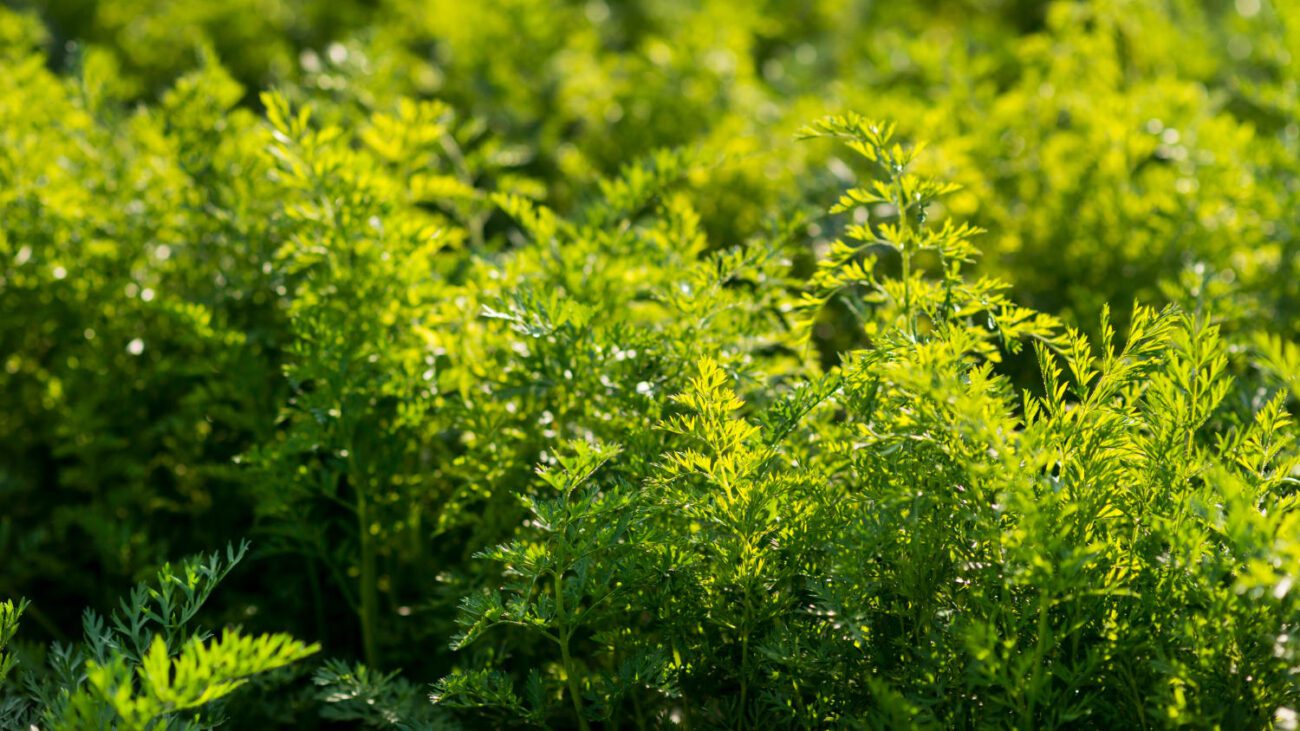 Городники пояснили, чому не варто сіяти кріп до початку серпня