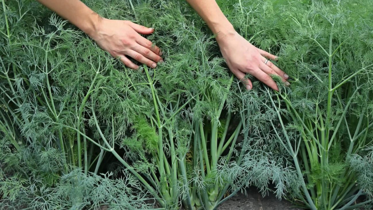 Експерти розповіли, як використати грядки після збору часнику